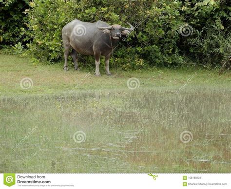 Buffalo, Water Bubalus Bubalis Stock Photo - Image of domesticated, biology: 106180434