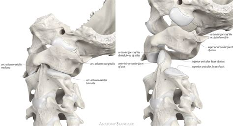 Anatomy Standard - Drawing Atlanto-occipital and atlanto-axial joints ...