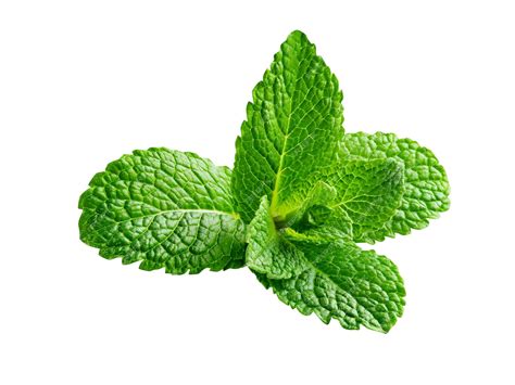 Premium Photo | Mint leaves mantha mathana menta leaves or mintha edible plant and used as a ...