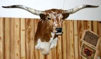 Decor – Longhorns Head To Tail Store