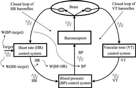 A two closed loops model of the baroreflex system. W (HR-target), W... | Download Scientific Diagram