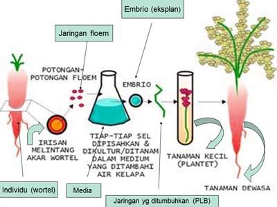 Kultur Jaringan Tumbuhan | Siswapedia