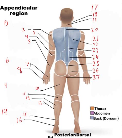 Anatomy Appendicular Region Diagram | Quizlet