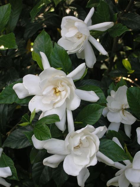 Blooming Gardening Ideas | Growing gardenias, Gardenia plant, Plants