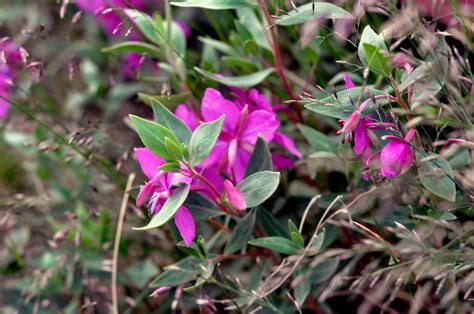 Arctic Flowers | Iqaluit. July 2011. | elenaleslie | Flickr