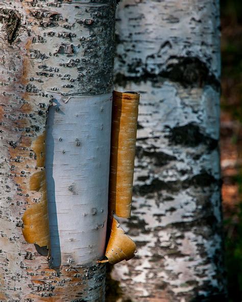 Aspen Bark Peeling Photograph by William Krumpelman - Fine Art America