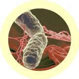 Salmonela (Salmonella typhimurium)