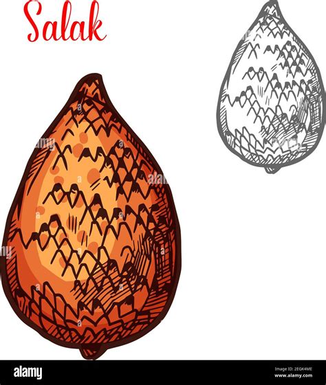 Salak fruit of indonesian tropical palm isolated sketch. Exotic snake ...