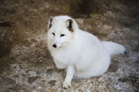 Free photo: Fauna, White Fox, Lapland, Animal - Free Image on Pixabay ...