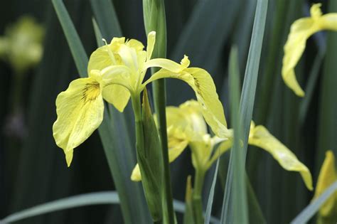 Yellow Flag Iris Plants - Tips For Controlling Yellow Flag Iris In The Garden | Gardening Know How