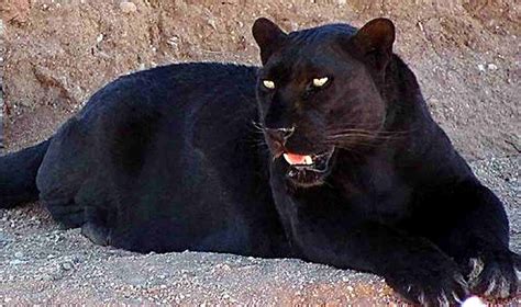 Big black cat in South Carolina : blackcats