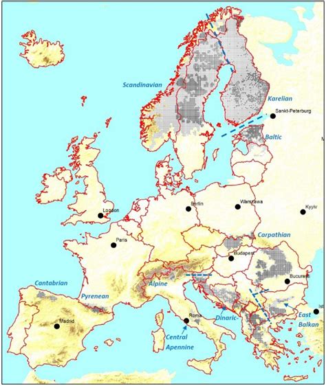 Eurasian brown bear – Bear Conservation