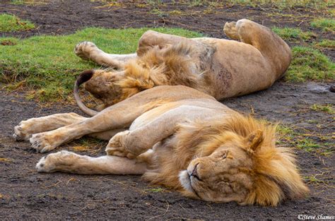 Two Sleeping Lions | Serengeti National Park, Tanzania 2019 | Steve Shames Photo Gallery