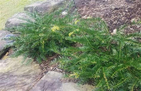 Future Plants by Randy Stewart: Cephalotaxus - Plum Yew