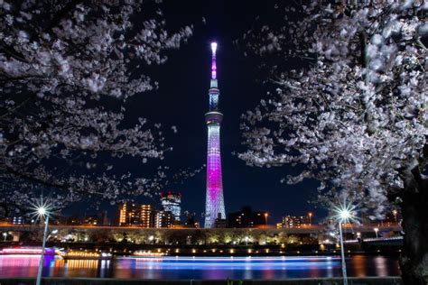 19 Best Cherry Blossom Spots In Tokyo In 2023