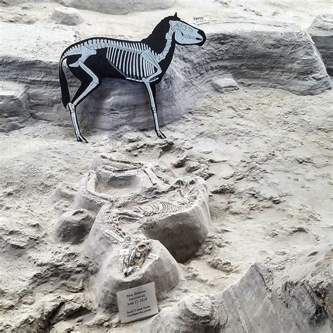 Discover Ancient Fossils at Ashfall Fossil Beds State Historical Park