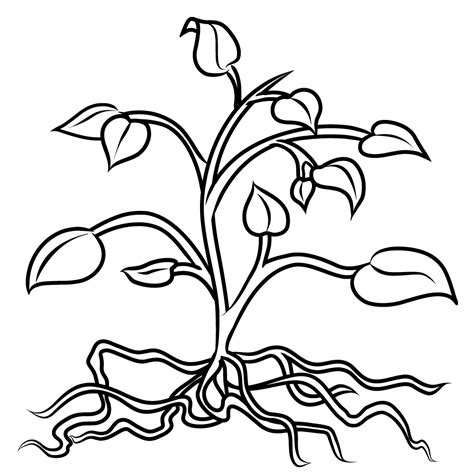 Black & White Clipart Of Flower With Stem, Leaves & Roots - ClipArt Best