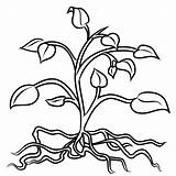 Plant coloring pages To Download And Print For Free sketch template