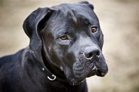 Black african mastiff stock photo. Image of brown, african - 4632014