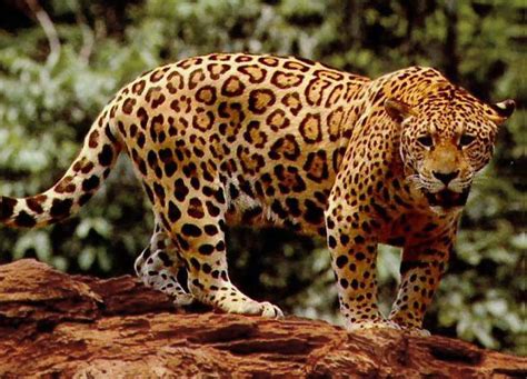 Costa Rica Wild Cats, Jaguar Ocelot Jaguarundi Margay Cat