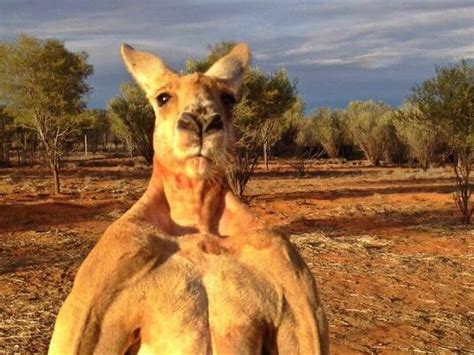 Roger The Buff Kangaroo, Beloved Online, Dies At Age 12 - capradio.org