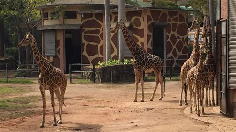 VR attractions on trend as Guangzhou Zoo turns 60 - CGTN