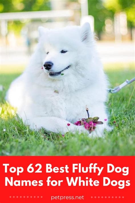 Top 62 Best Fluffy Dog Names for White Dogs