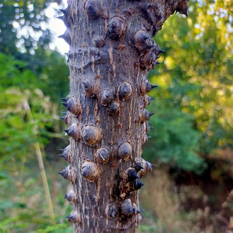 Thorns on a plant stem - PixaHive