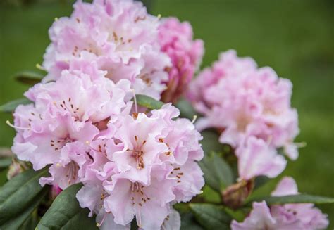 Rhododendron Care – Tips On How To Grow A Rhododendron Bush