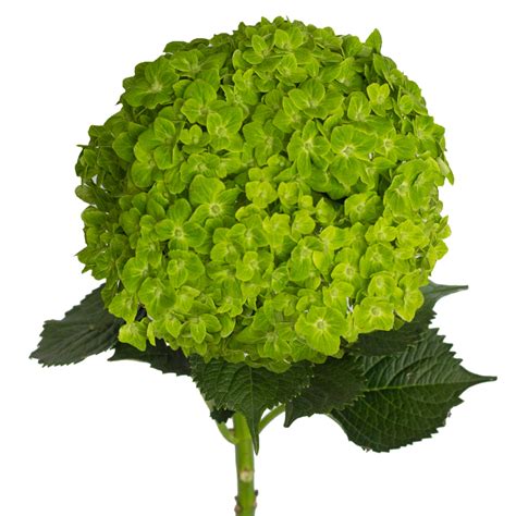 Emerald Hydrangea - Green – Bloomingmore