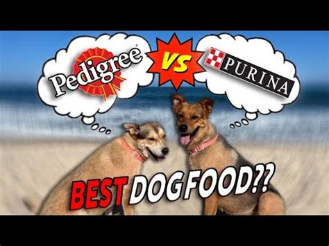 Pedigree vs Purina - Which is Better? The Truth about the Best Dog Food [2022] - YouTube