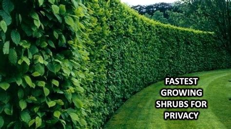 Fast Growing Tall Shrubs For Privacy