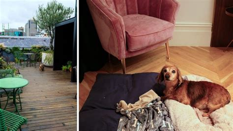 5 pawfect pet friendly hotels Sydney | Vacations & Travel