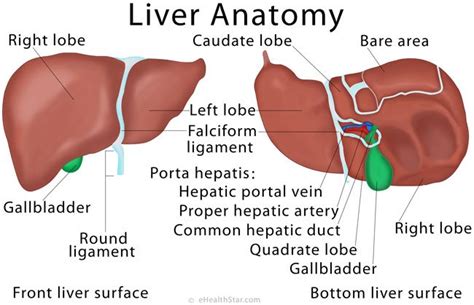 Clinical Anatomy & Operative Surgery