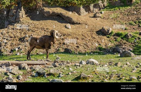 Beautiful rocky mountain bighorn sheep ram in natural habitat Stock Photo - Alamy