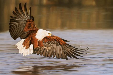 African Fish Eagle