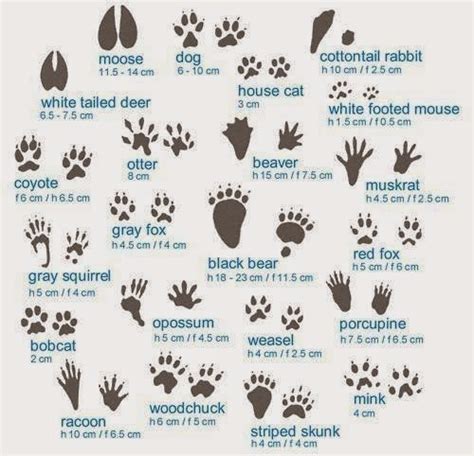 Animal Tracks - Common Sense Evaluation