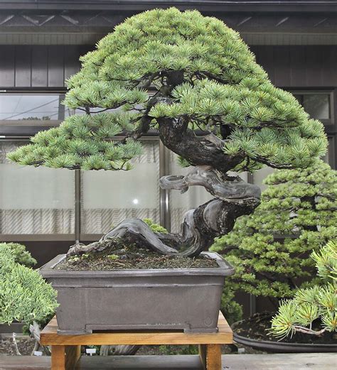 Flowering Bonsai Tree, Bonsai Tree Types, Indoor Bonsai Tree, Large ...