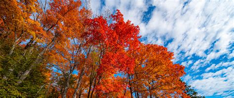 Leaf Looking - The Blue Mountains on Behance