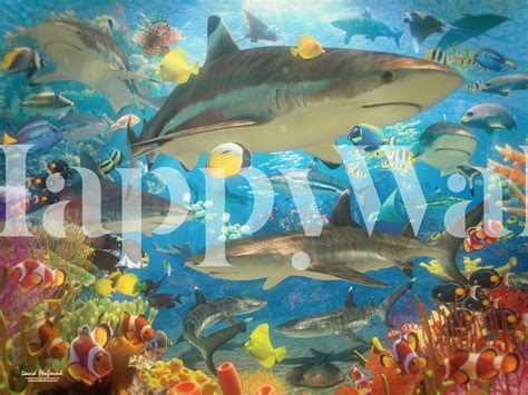 Reef Sharks wallpaper - Happywall