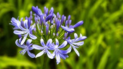 Agapanthus varieties: how to choose the best species for your garden ...