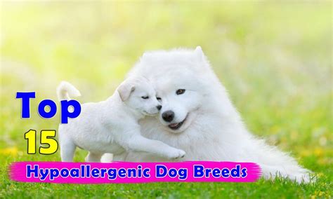 Top 15 Hypoallergenic Dog Breeds | Dogmal.com