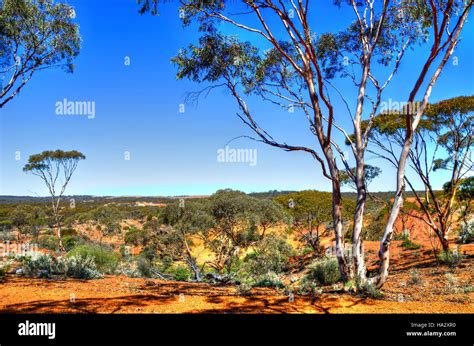 Rural landscape, Western Australia, Australia Stock Photo - Alamy