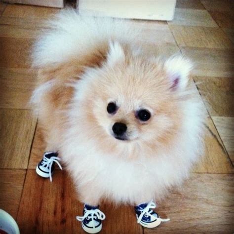 Pomeranian Puppy Wearing Clothes