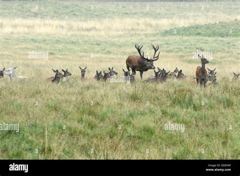 Red deer,rutting season Stock Photo - Alamy