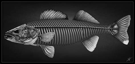 Walleye Skeleton Pencil Art www.nicklaferriere.com #walleye #fishing #fishart… Fish Bone Tattoo ...