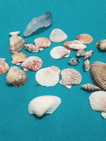 Seashells GIF by mtv - Find & Share on GIPHY