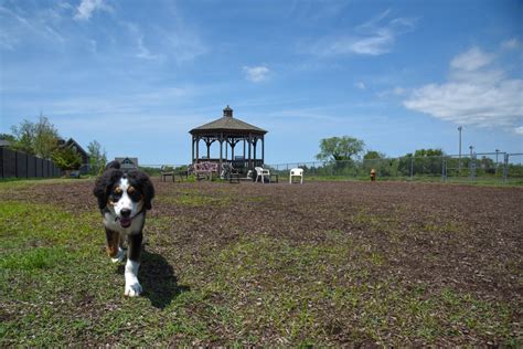 A Brief Guide to Cape May’s Dog Park – High Tide