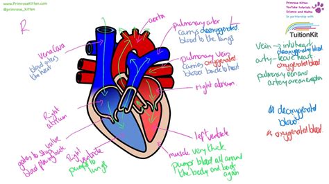 View Human Heart Diagram And Function Images | Diagrams