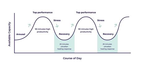 Ultradian Performance Rhythm: increase your productivity at work ...